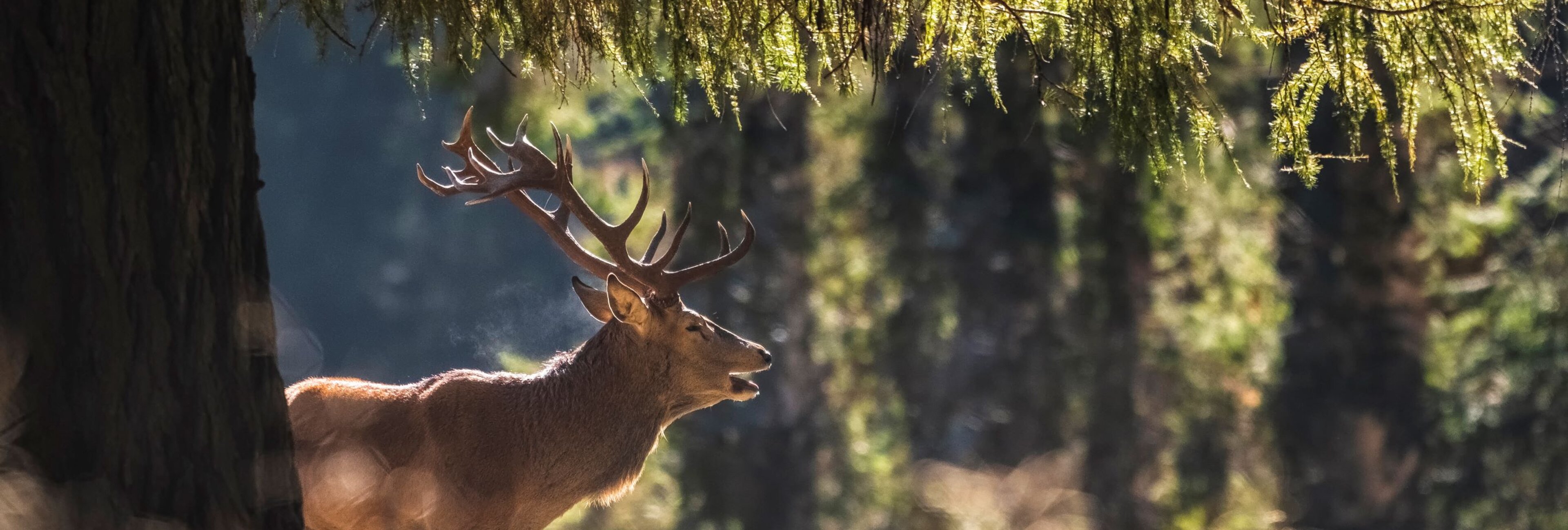 Foresta Dei Violini Natura Luoghi Incantevoli Trentino